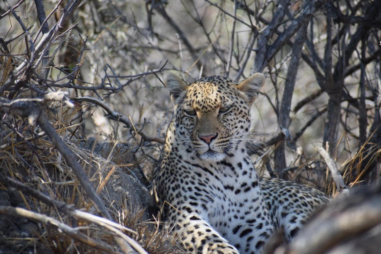 Am Lodge - Hoedspruit Exteriér fotografie