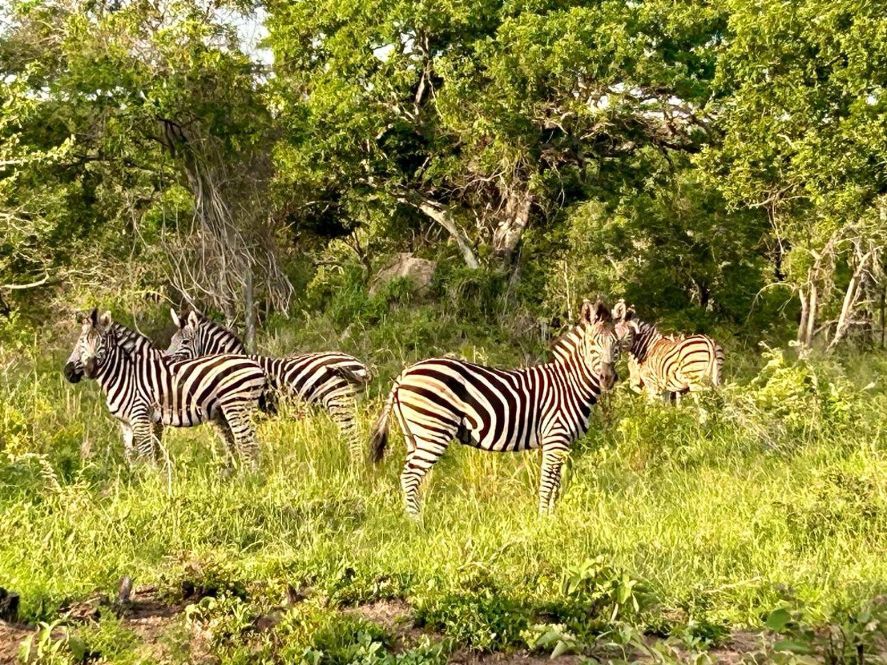 Am Lodge - Hoedspruit Exteriér fotografie