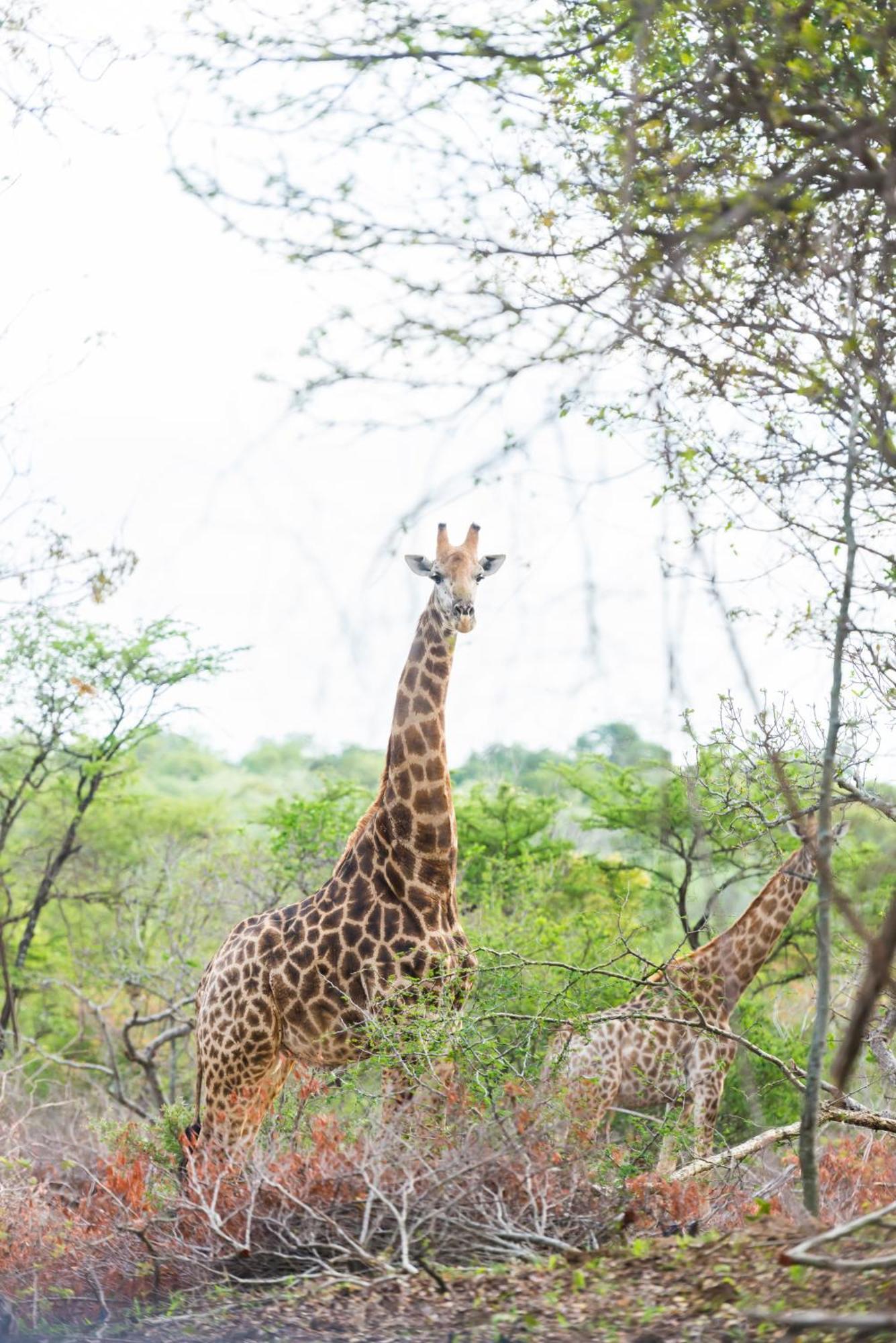 Am Lodge - Hoedspruit Exteriér fotografie