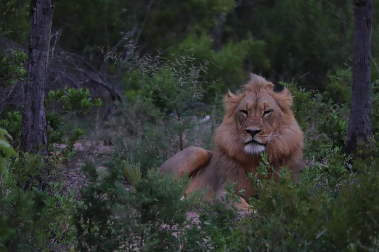 Am Lodge - Hoedspruit Exteriér fotografie